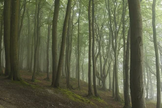 Fotokunst von Nadja Jacke: Sommermorgen im nebligen Wald mit ruhiger Stimmung.