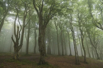Misty forest in July, capturing a tranquil atmosphere with soft fog among the trees.