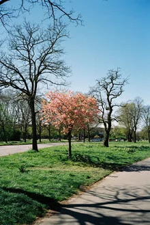 Fotokunst von Ben Hammer: friedliche Frühlingslandschaft am Aachener Weiher in Köln