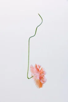 Fotokunst von Anke Dörschlen: schwebende Mohnblüte in sanften Pastellfarben