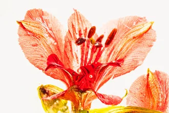 Wide-open Inca lily blossom gently encased in ice.