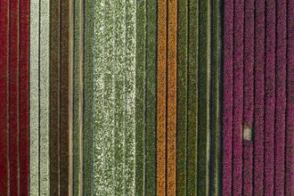 Aerial view of a colorful tulip field in Holland showcasing the vibrant flower colors.
