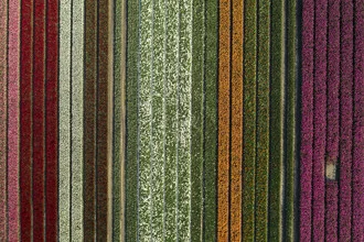 Photo art by Achim Thomae: Colorful tulip field in the Netherlands from a bird's eye view