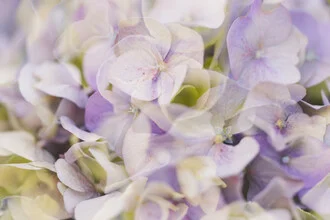 Fotokunst von Nadja Jacke: Doppelbelichtung von lila Hortensienblüten.