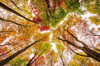 Heiko Gerlicher, Die Farben des Herbstes - Deutschland, Europa)