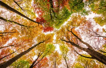Photo art by Heiko Gerlicher: colorful autumn hues in a forest with beech trees and vibrant leaves