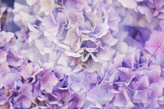 Fotokunst von Nadja Jacke: abstrakte Komposition mit lila Hortensienblüten.