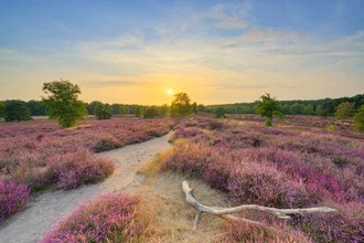 Blooming heath in evening light with warm colors and gentle shadows
