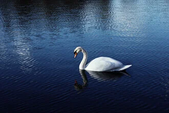 Photo art by Manuela Deigert: calm swan on reflective water