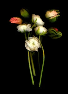 Fotokunst von Ramona Reimann: zarte Blüten auf hellem Hintergrund, die Ruhe ausstrahlen.