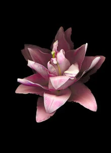 Fotokunst von Ramona Reimann: zarte Darstellung eines Blumenstraußes in sanften Farben