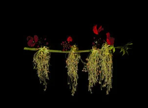 Fotokunst von Ramona Reimann: zarte Blumen in sanften Farben, die Fragilität der Natur zeigend