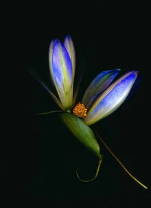 Photo art by Ramona Reimann: gentle blue blossoms on a black background