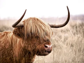 Photo art by Gal Pittel: a cute Highland cow on a farm Photo art by Gal Pittel: a cute Highland cow on a farm