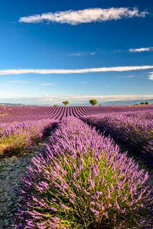 Photo art by Achim Thomae: Lavender fields in Southern France during summer