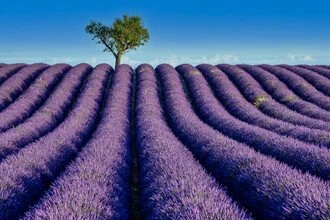 Lavender field in southern France, soft colors and symmetry under a blue sky