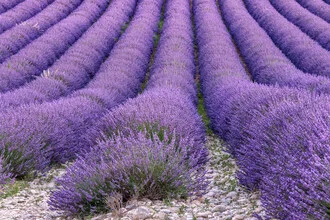 Photo art by Achim Thomae: Lavender field in Provence with purple blossoms and symmetrical layout