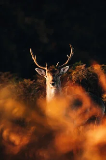 Blickkontakt mit einem majestätischen Hirsch in herbstlichen Farben.