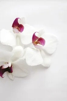 Photo art by Studio Na.hili: elegant white orchid on a soft background
