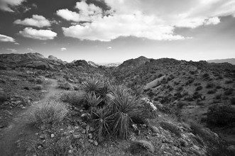 Jakob Berr, Joshua Tree National Park - United States, North America)