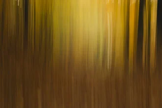 Blurred photo of an autumn beech forest, soft colors and movement.