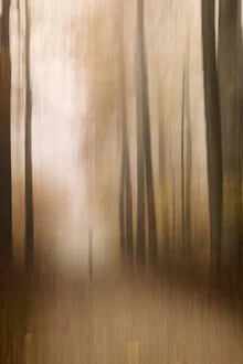 Blurred autumn forest image with soft colors and a calm path.