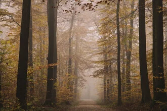 Photo art by Nadja Jacke: misty autumn woodland with a calm atmosphere