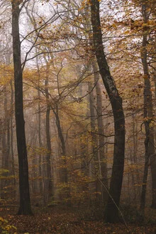 Photo art by Nadja Jacke: calm autumn woodland in soft misty layers