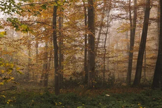 Photo art by Nadja Jacke: mist enveloping a serene autumn woodland