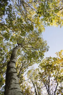 Photo art by Nadja Jacke: birch in an autumn deciduous forest, calm atmosphere