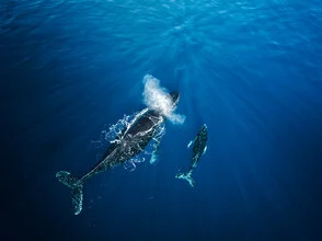 Photo art by Dennis Schmelz: a mother whale with her baby in the blue sea