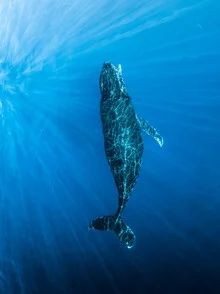 Photo art by Dennis Schmelz: majestic whale in deep blue water