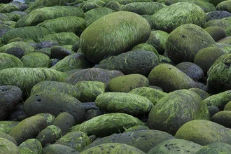 Bright green algae grow on stones along the coast of Iceland.