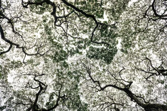Photo art by Tillmann Konrad: view of treetops in the Malaysian jungle