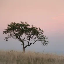 Photo art by Monika Schwager: delicate little tree in pastel colors during evening mood