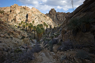 Jakob Berr, Lost Palms Oasis, Joshua Tree National Park