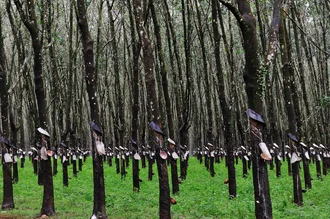 Fotokunst von Haifeng Ni: Gummibäume in der Natur Vietnams, sanfte Farben und ruhige Stimmung.