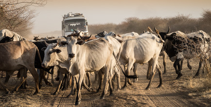 Ulrich Kleiner, Rindverkehr (Sudan, Afrika)