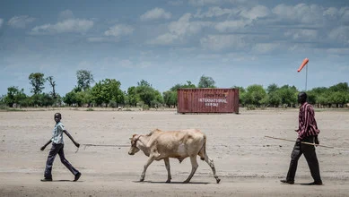 Fotokunst von Ulrich Kleiner: Kühe spazieren unter einem weiten Horizont im Südsudan.
