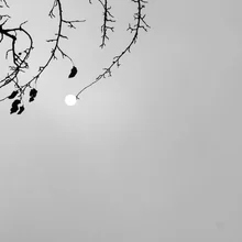 Photo art by Martin Bliedung: branches in backlight with gentle light patterns