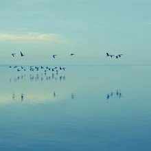 Photo art by Martin Bliedung: Wild geese flying over Steinhuder Meer in water