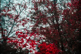 Wall art by Sascha Hoffmann-Wacker: wet, red leaves in autumn light