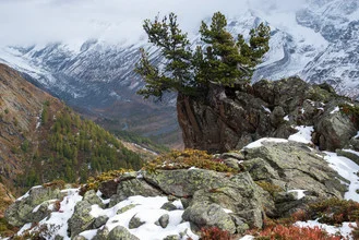 Photo art by Rainer Kohlrusch: mountain pine in autumn landscape of Lötschental