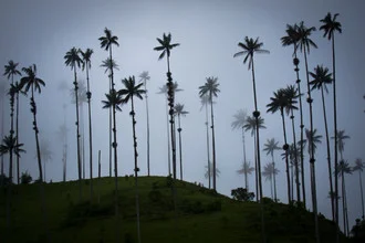 Silhouette von Quindio-Palmen in einem nebligen, tropischen Tal in Kolumbien.