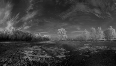 Photo art by Arne van Au: frosty tree in a cold, winter landscape.
