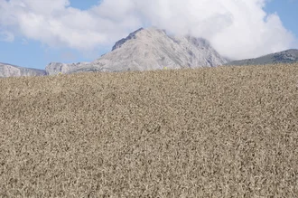 Photo art by Elsa Thorp: gentle mountain landscape in Alpes-de-Haute-Provence