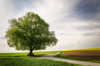 Heiko Gerlicher, Solitary Treescape # 1 - Germany, Europe)