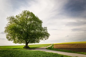 Wall art by Heiko Gerlicher: serene treescape featuring a linden tree in spring