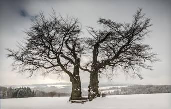 Heiko Gerlicher, Solitary Treescape # 3 - Germany, Europe)