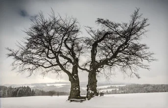Photo art by Heiko Gerlicher: serene winter landscape with a linden tree in the snow